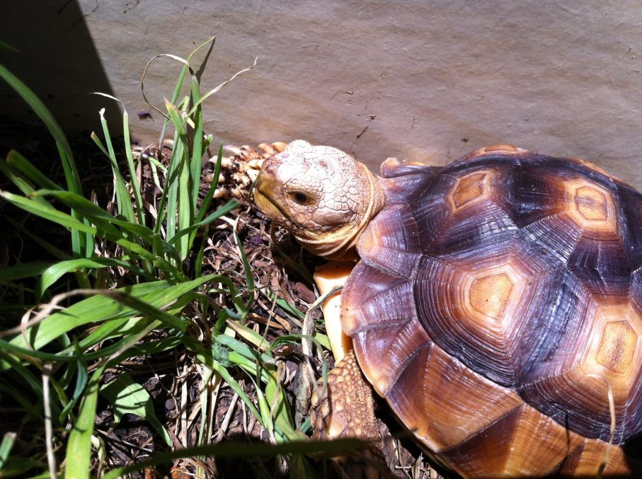 Our new client - Ryan the African Tortoise